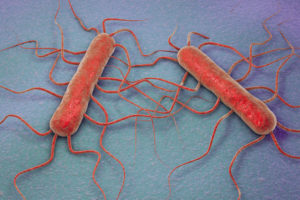 Listeria monocytogenes bacterium Illustration